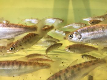 Close-up of fish swimming in aquarium