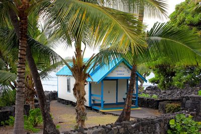 Palm trees growing outside house