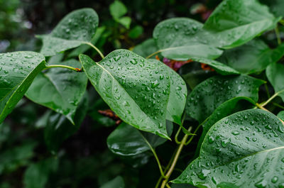 leaf