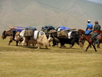 Cows riding horses on field