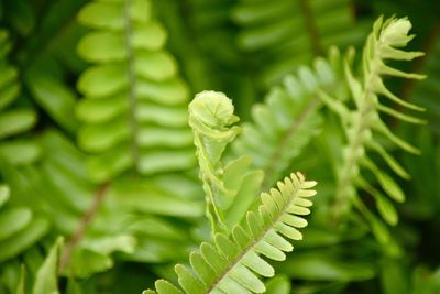 Close-up of fresh green plant