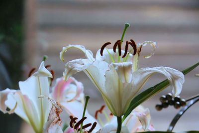 Close-up of white flowering plant