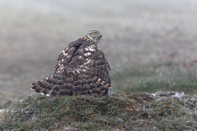 Close-up of a bird perching on a land