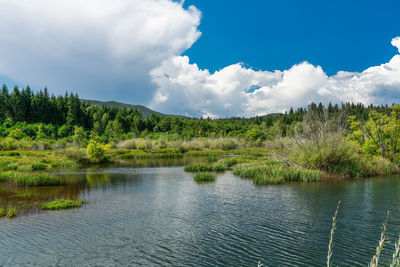 Scenic view of lake by trees against sky