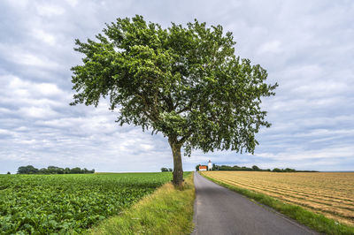Trees on field against sky