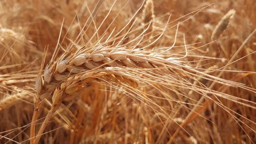 Close-up of stalks in wheat field