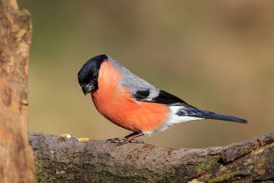 Close-up of bird perching on rock