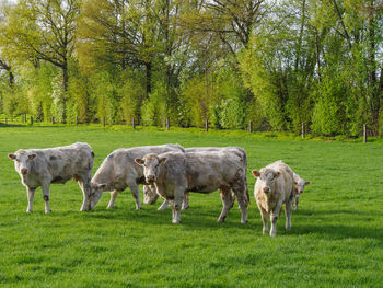 White cows on a field in gemany