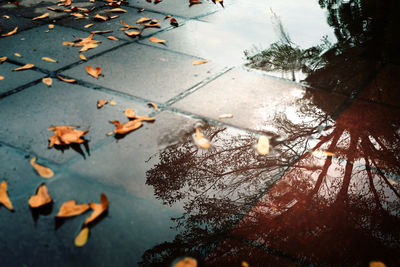 High angle view of maple leaves on wet street