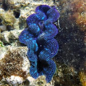 Close-up of blue sea underwater