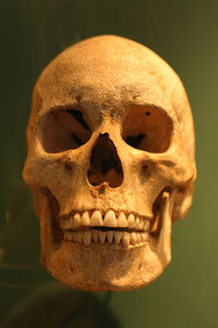 Close-up of human skull