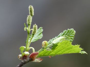 Close-up of flowering plant 