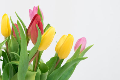 Close-up of pink tulips against white background