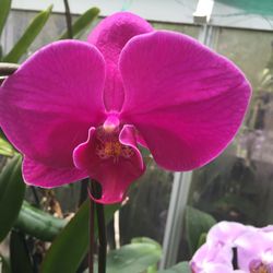 Close-up of pink orchid blooming outdoors