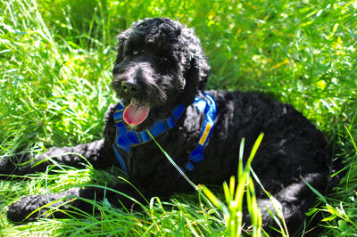 Poodle dog sitting on grassy field at park