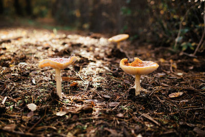 Close-up of mushroom growing on field