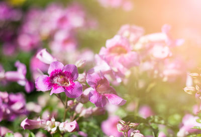 Close-up of pink flowering plant