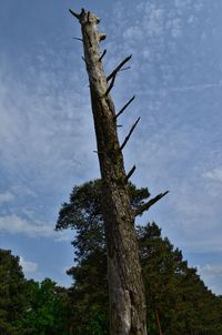 Low angle view of trees against sky