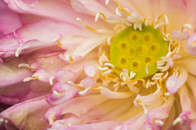 Close-up of pink flowers blooming outdoors