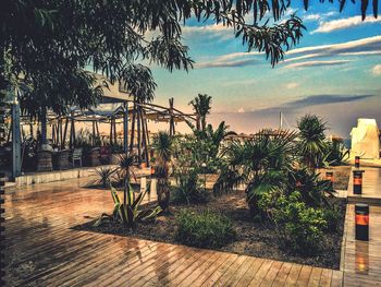 Palm trees against sky