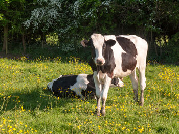 Cows standing in field