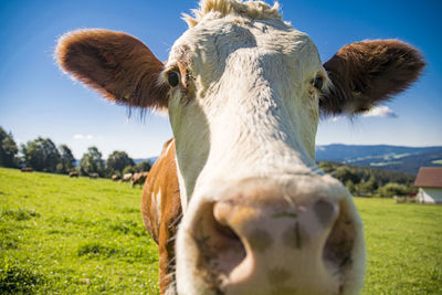 Close-up of cow on field