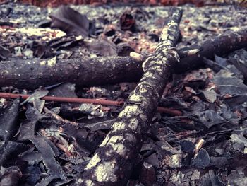 High angle view of wood on field in forest