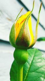 Close-up of green plant