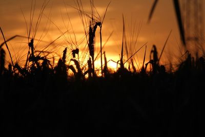 Close-up of silhouette plants against sunset sky