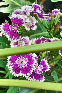 Close-up of purple flowers blooming outdoors