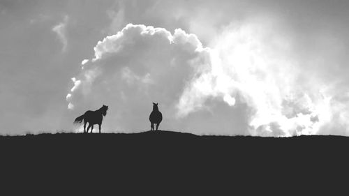 Silhouette horses on a field