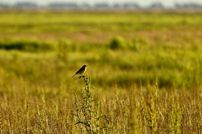 Bird perching on a field