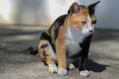 Close-up of a cat looking away