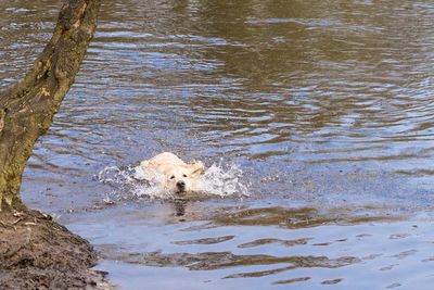 High angle view of dog in water