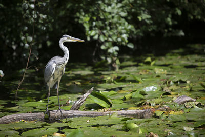 View of a heron in lake