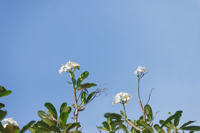 Low angle view of flowering plants against clear blue sky