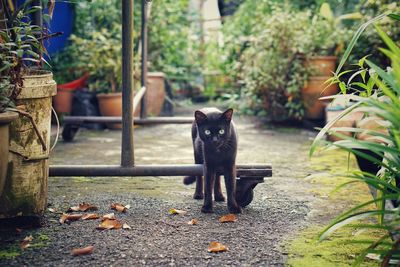 Portrait of black cat in yard