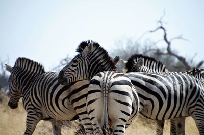 Zebras in a field