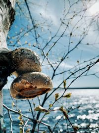 Close-up of mushroom growing on tree against sky