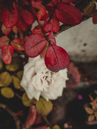 Close-up of red berries on plant