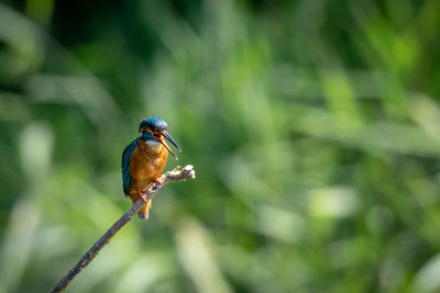 Close-up of bird perching on plant