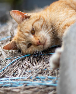 Close-up of cat sleeping