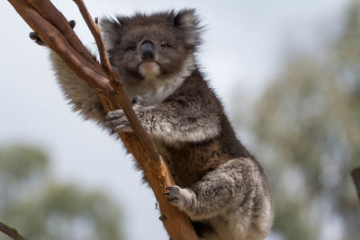 Low angle portrait of koala on branch