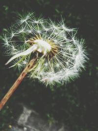 Close-up of dandelion