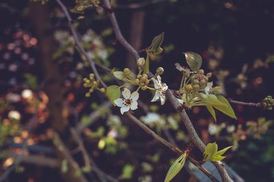 Close-up of white flowering plant