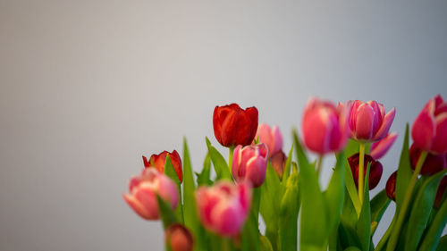 Close-up of red tulips