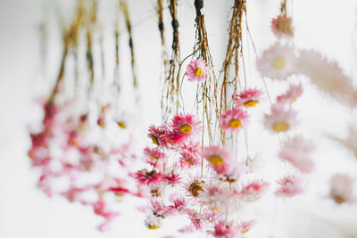 Pink flowers dry on rope near window, natural background