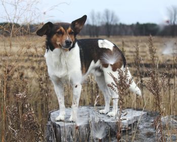 Dog on field during winter