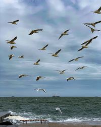 Flock of seagulls flying over sea