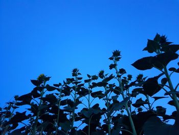 Low angle view of flower trees against clear blue sky